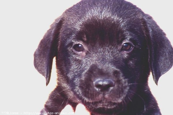 Photo de Labrador retriever