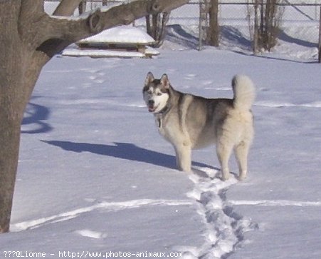 Photo de Malamute de l'alaska