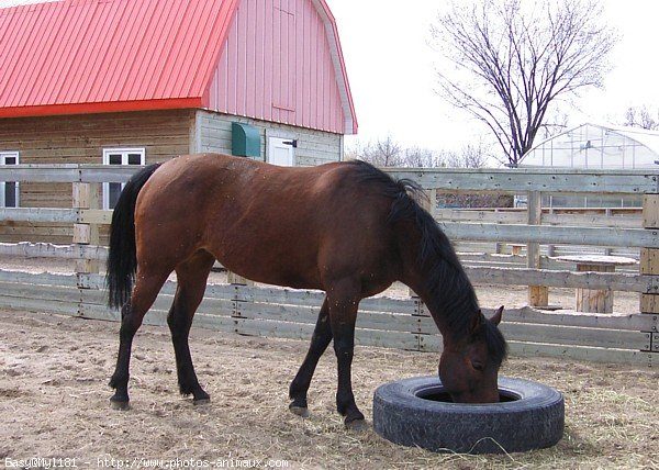 Photo de Quarter horse