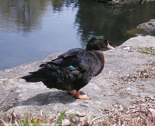 Photo de Canard