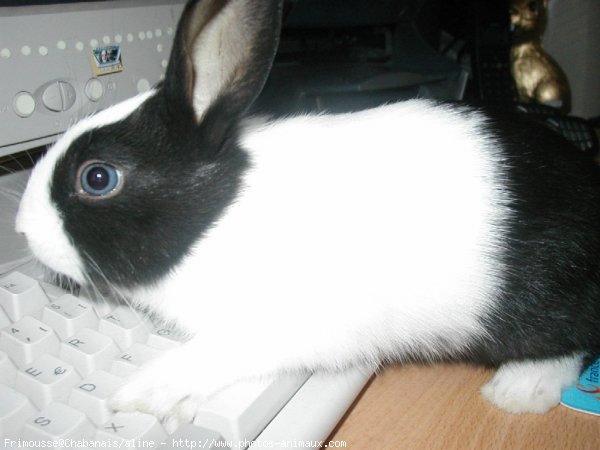 Photo de Lapin