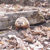 Photo de Marmotte