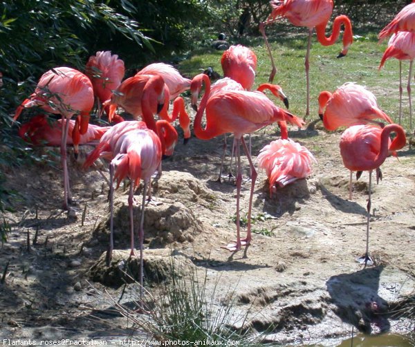 Photo de Flamand rose