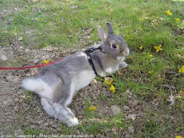 Photo de Lapin