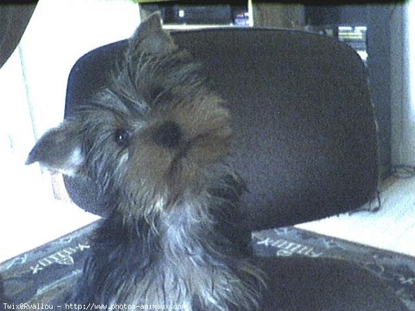 Photo de Yorkshire terrier