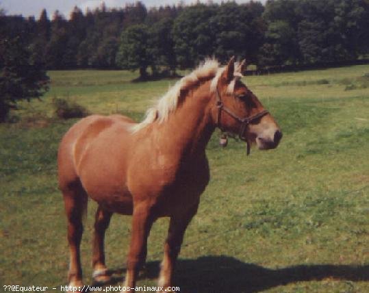 Photo de Palomino