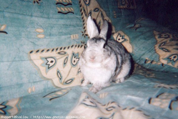 Photo de Lapin