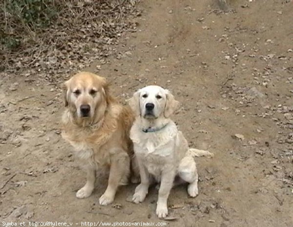 Photo de Golden retriever