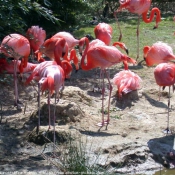 Photo de Flamand rose