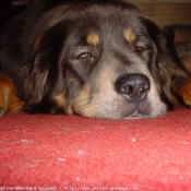 Photo de Dogue du tibet