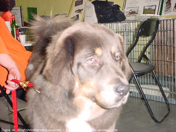 Photo de Dogue du tibet