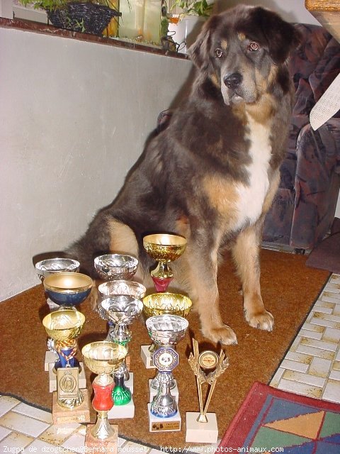 Photo de Dogue du tibet