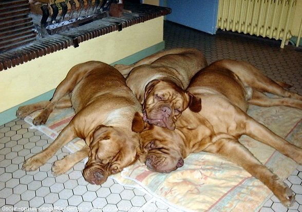 Photo de Dogue de bordeaux