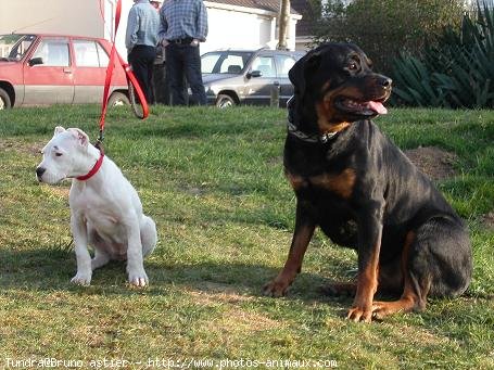 Photo de Dogue argentin