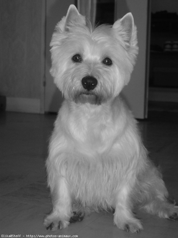 Photo de West highland white terrier