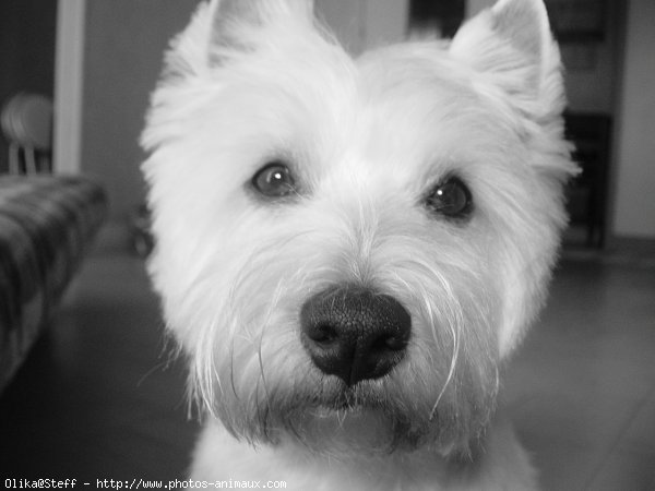 Photo de West highland white terrier