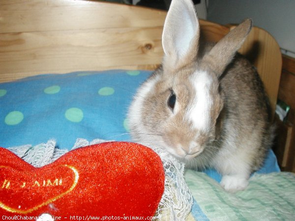 Photo de Lapin