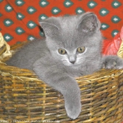 Photo de British shorthair