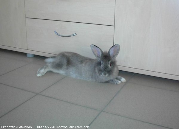 Photo de Lapin