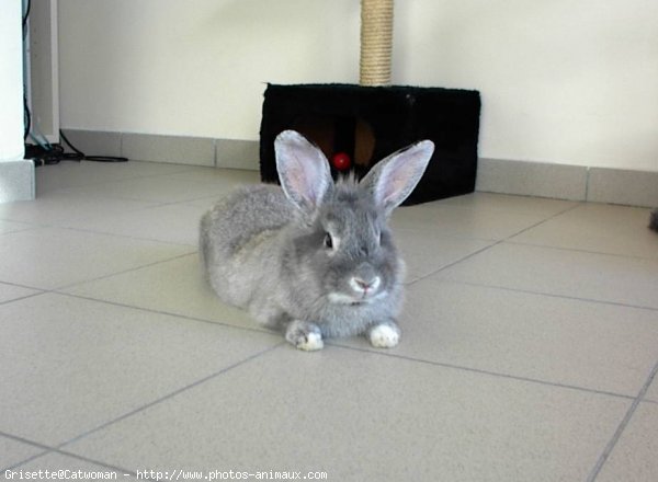 Photo de Lapin