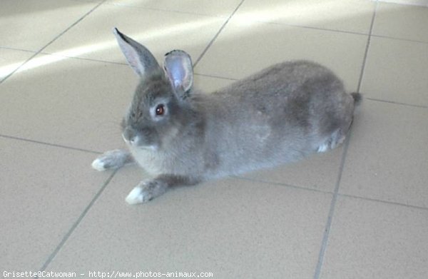 Photo de Lapin