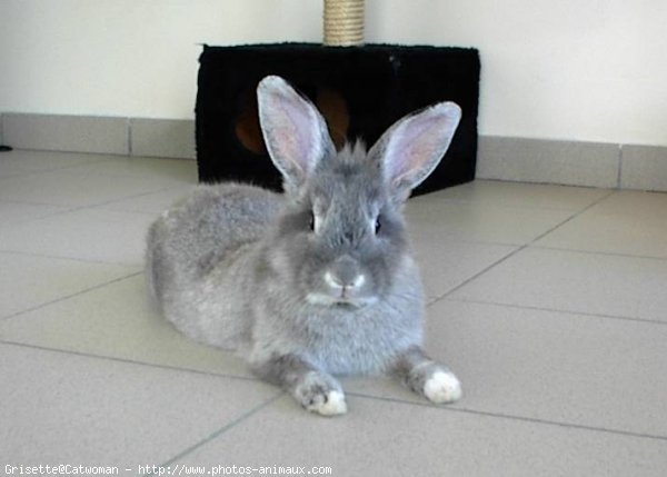 Photo de Lapin