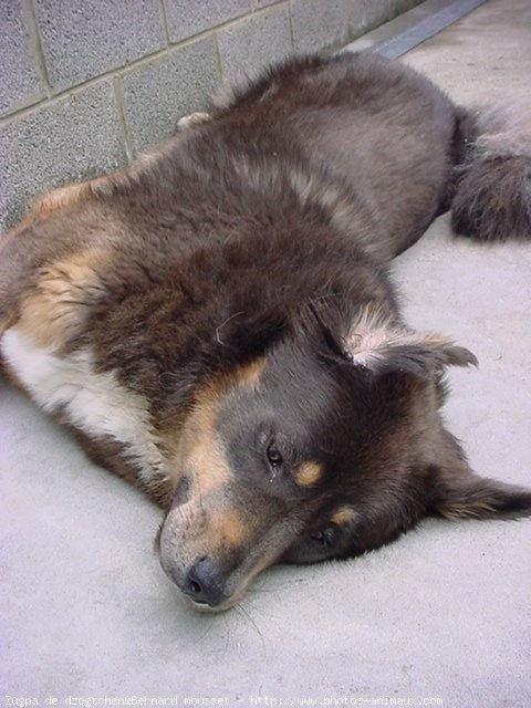 Photo de Dogue du tibet