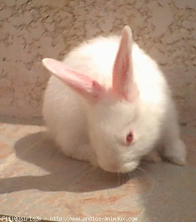 Photo de Lapin