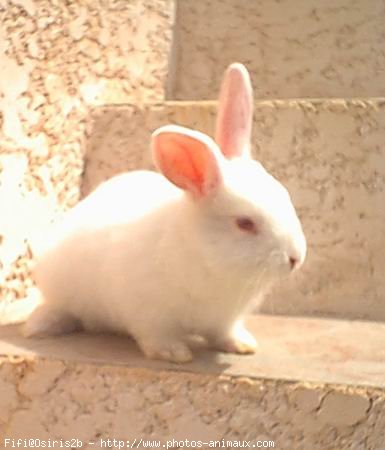 Photo de Lapin