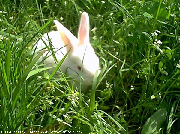 Photo de Lapin