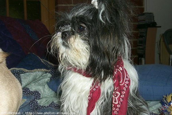 Photo de Shih tzu