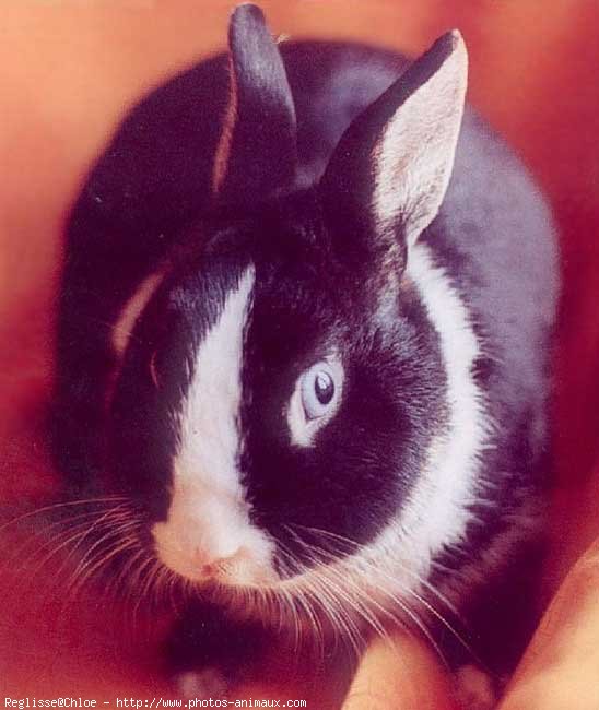 Photo de Lapin