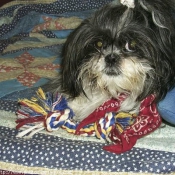 Photo de Shih tzu