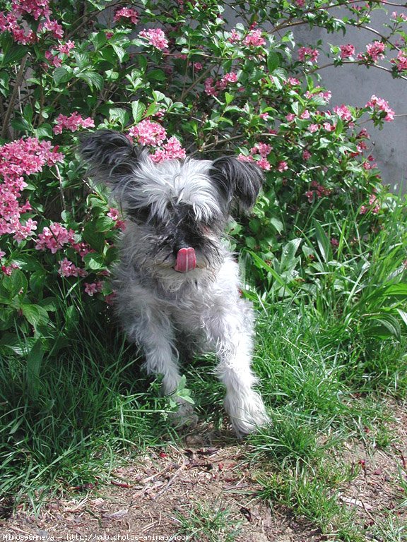 Photo de Schnauzer gant