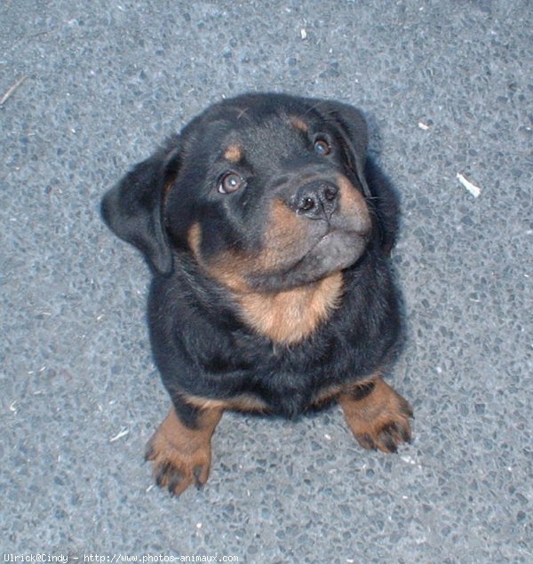 Photo de Rottweiler