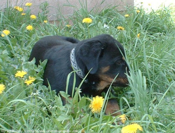 Photo de Rottweiler