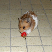 Photo de Hamster