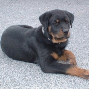 Photo de Rottweiler