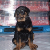 Photo de Rottweiler