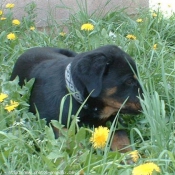 Photo de Rottweiler