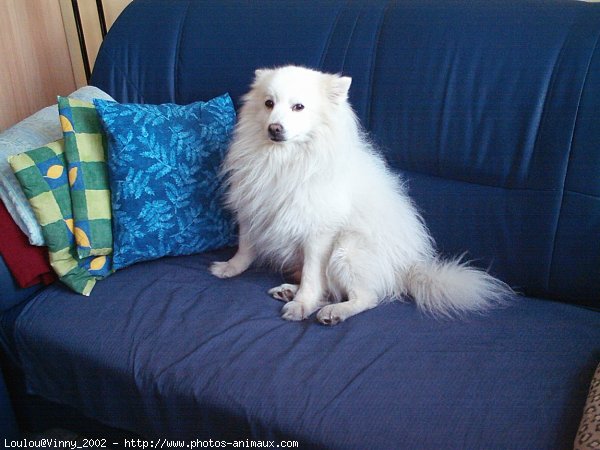 Photo de Spitz moyen