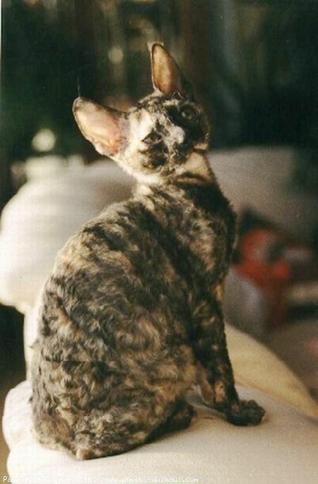 Photo de Cornish rex