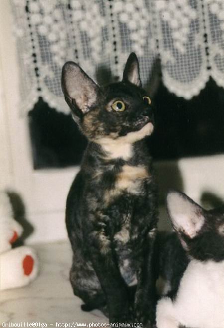 Photo de Cornish rex