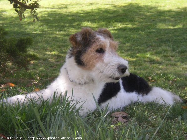 Photo de Fox terrier  poil dur