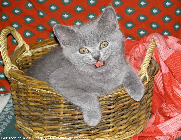 Photo de British shorthair