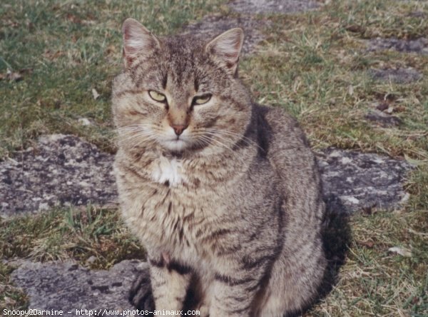 Photo de Chat domestique