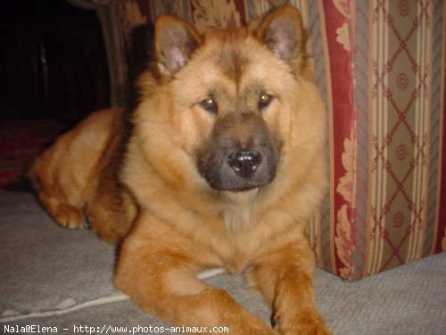 Photo de Chow chow