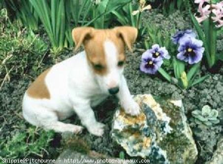 Photo de Jack russell terrier