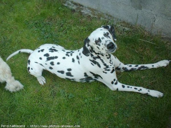 Photo de Dalmatien