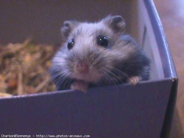 Photo de Hamster